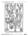 Woodcut in Paradisi in sole paradisus terrestris. or A garden of all sorts of pleasant flowers which our English ayre will permitt to be noursed vp. London, 1629 Printer-friendly PDF